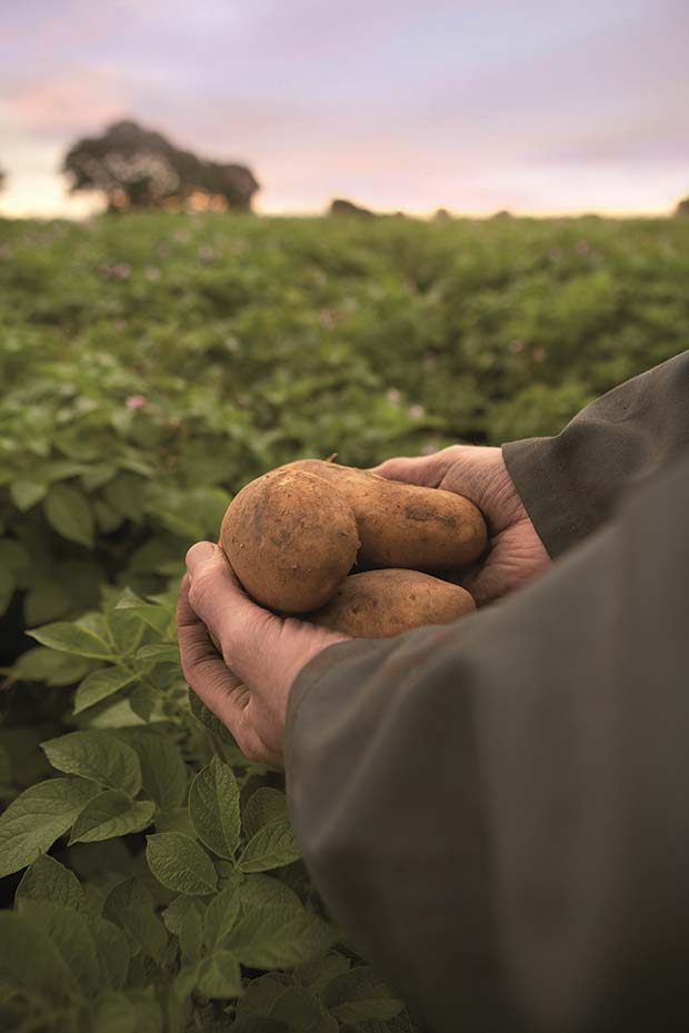 farmer-potatoes-in-hand-14